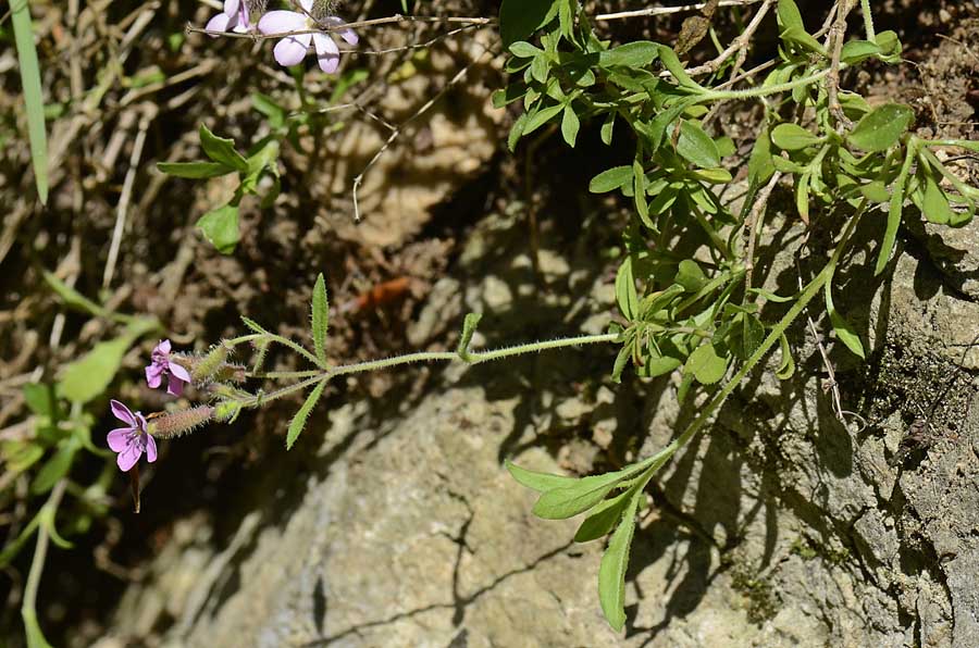 Saponaria ocymoides / Saponaria rossa